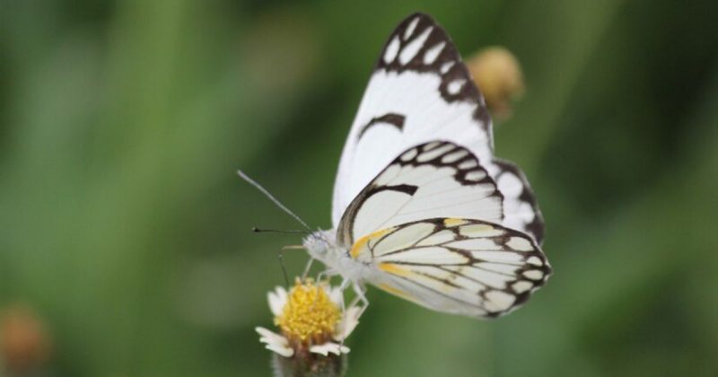 Foto de uma borboleta branca
