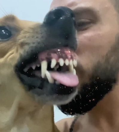 Cachorra se irritou com o tutor que não parava com a brincadeira - Foto: Mellima Rafael/ Reprodução/ND