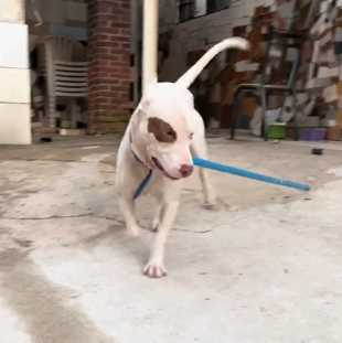 Pet decide ser apocalíptico e correr atras das garotas - Foto: AnaRezende/Reprodução/ND