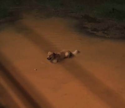 Golden Retriever se diverte em uma aventura enlameada - Foto: Alice Santos/Reprodução/ND