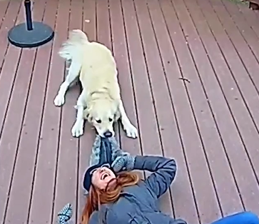 Cachorro fez de tudo para tutora não ir trabalhar 