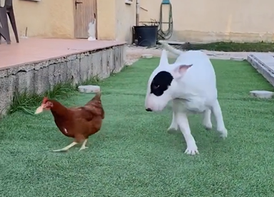 Bull Terrier é deixado para trás após perder uma bolacha para uma galinha - Foto: Nino/Reprodução/ND