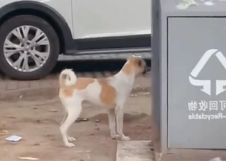 Pet não se conforma com o seu reflexo no espelho, e tenta procurar algo atrás do móvel - Foto: Mundo dos Cães/ Reprodução/ND