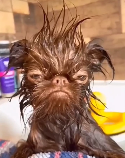 Animais divertem a internet após serem flagrados molhados - Foto: Internet/Reprodução/ND