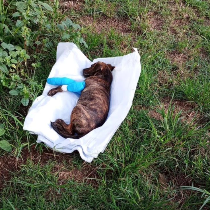 Cachorro abandonado com faixas, perde pata e agora busca um lar