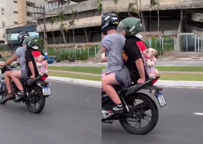 Cachorro aventureiro surpreende moradores ao andar na garupa de moto em Florianópolis