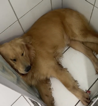 Golden Retriever deixa dona em desespero após dormir em local inusiatdo - Foto: Internet/Reprodução/ND