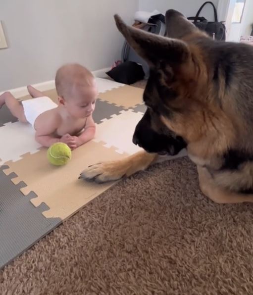 O cachorro da raça pastor alemão apresentou o seu brinquedo favorito ao novo amigo, o bebê
