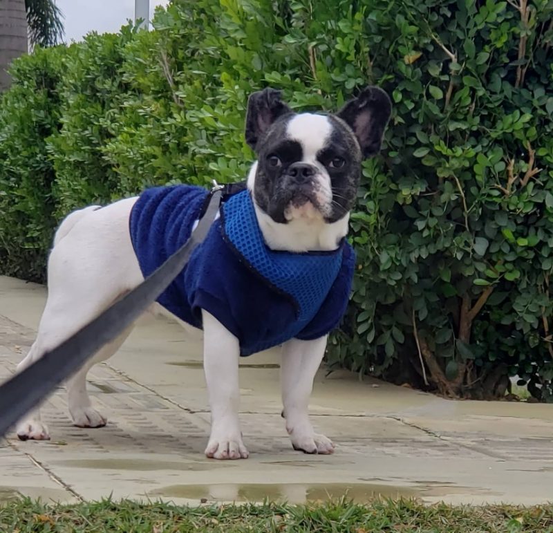 O cachorro, chamado Dybala, protagonizou uma cena inusitada durante o casamento da sua tutora 