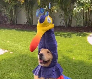 Pet fica imóvel ao ser fantasiado como personagem de filme - Foto: Internet/Reprodução/ND