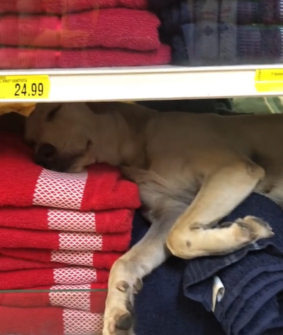 Cachorro caramelo tira soneca em local inusitado - Foto: AriciaLima/Reprodução/ND