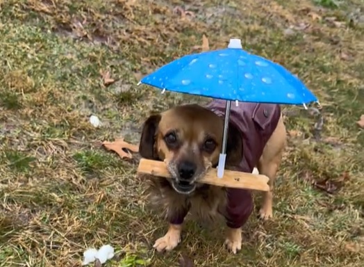 Chamado Minion, o cachorro ganhou um apetrecho para fazer as necessidades em dias de chuva