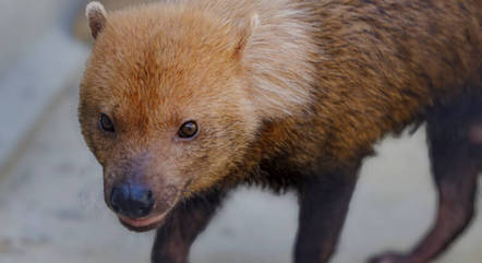 Cachorro &eacute; pouco conhecido devido ao h&aacute;bito arredio – Foto: Reprodu&ccedil;&atilde;o/Portal R7/Paulo Gil/Reserva Parques/Divulga&ccedil;&atilde;o/ND
