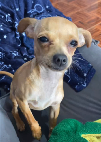 Muskito literalmente se "treme de excitação" ao saber que tutora vai colocar seu desenho preferido - Foto: MuskitoDog/Reprodução/ND