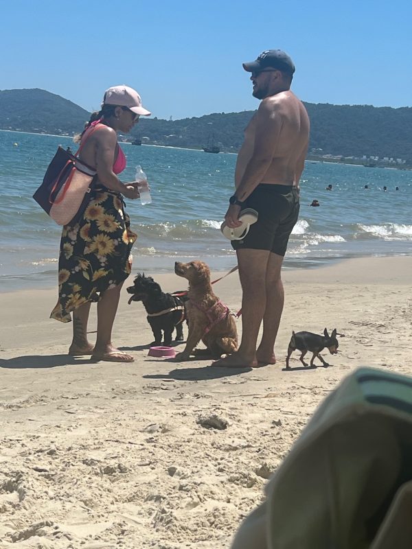 cães nas praias de florianópolis