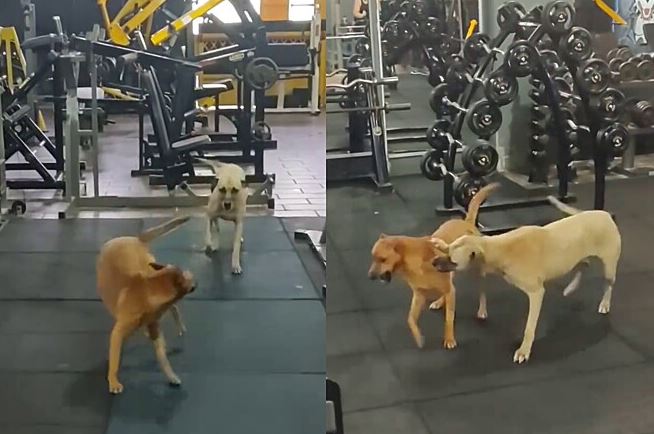 Vira-lata caramelo e ‘aumigo’ invadem academia no RS – Foto: Bruna Gabriela Ziekuhr/ND