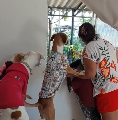 Cães fofoqueiros não perdem tempo e correm para janela ao escutar movimentação - Foto: Internet/Reprodução/ND