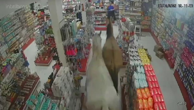 Caos generalizado: cavalos invadem farmácia e protagonizam terror coletivo