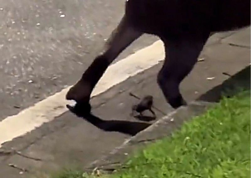 Muitos internautas imaginaram se tratar de um sapo pela fisionomia – Foto: @daniel.aragao10/TikTok/Reprodu&ccedil;&atilde;o/ND