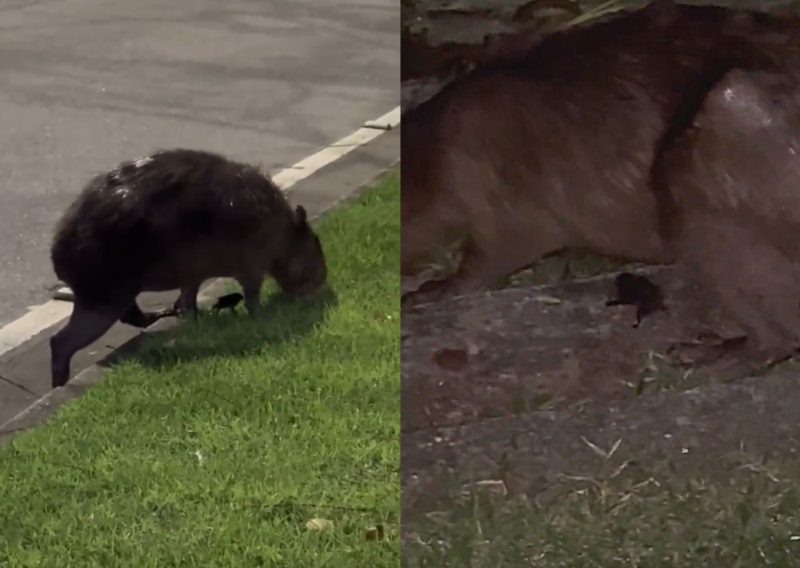 Roedor estava sendo acompanhada por pequeno n&atilde;o identificado – Foto: @daniel.aragao10/TikTok/Reprodu&ccedil;&atilde;o/ND