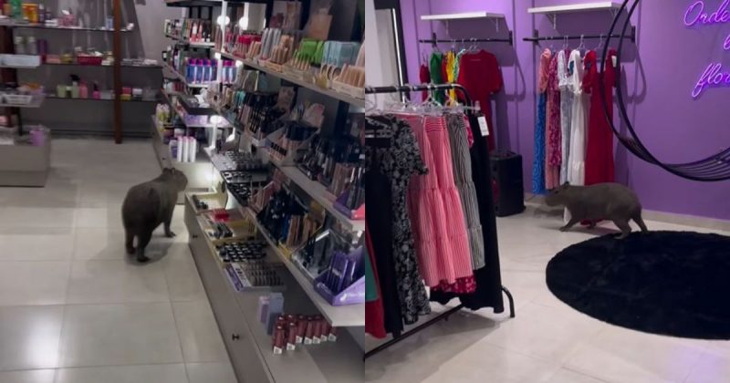 Imagens mostram a capivara conferindo os produtos da loja nesta segunda-feira (15)