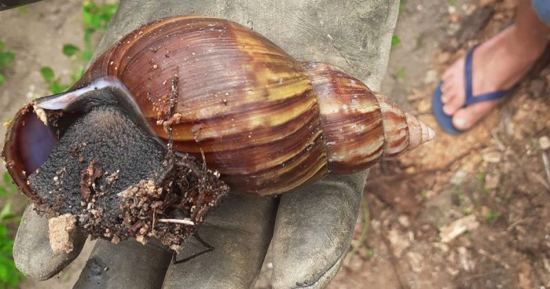 Caramujo africano 