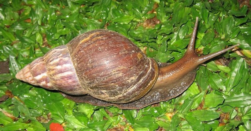 Aparecimento da esp&eacute;cie &eacute; mais comum durante as chuvas de ver&atilde;o – Foto: Vigil&acirc;ncia Sanit&aacute;ria de I&ccedil;ara/Reprodu&ccedil;&atilde;o/ND