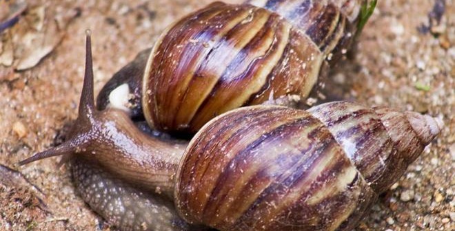 Caramujos africanos