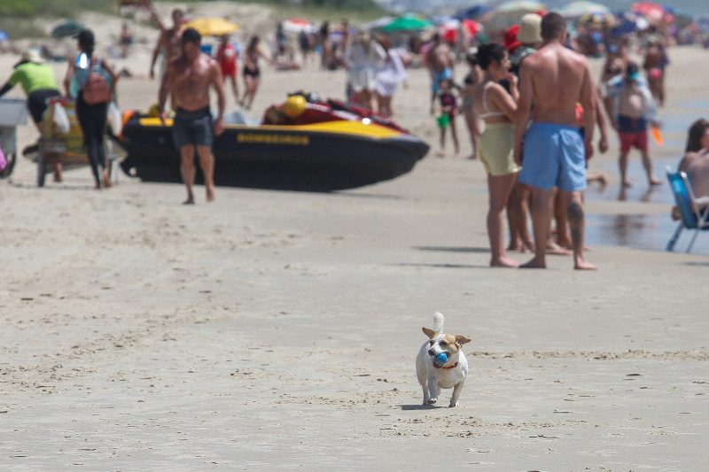 Cachorros na praia, foto mostra cachorro pequeno na praia, com bolinha azul na boca, enquanto banhistas aparecem atrás