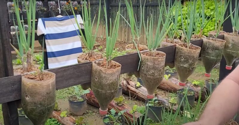 Plantação de cebolinha