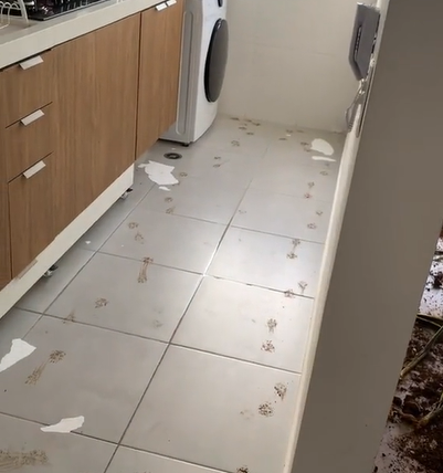 Tutora mostra a situação da casa após sua pet fazer uma decoração diferenciada - Foto: Giovanna Luíza/Reprodução/ND