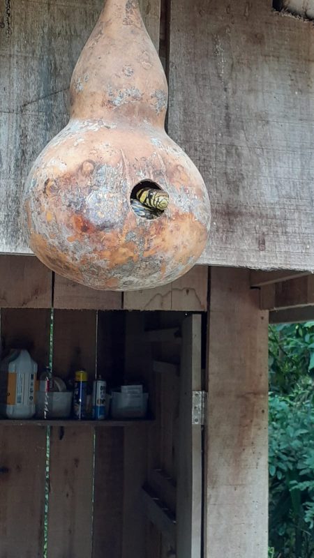 Cobra apareceu em catuto na cidade de Lauentino – Foto: Arquivo pessoal/ND