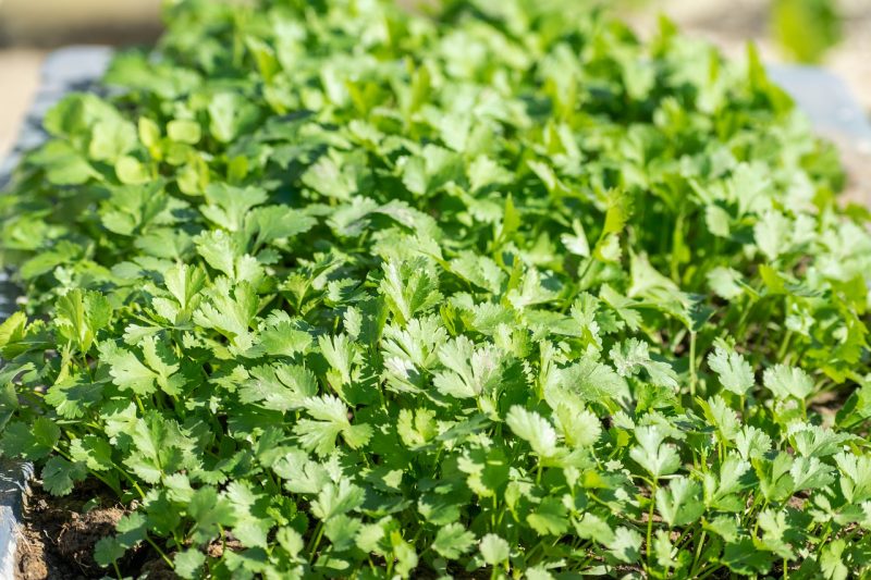 A imagem mostra o tempero coentro também é rico em vitamina A, C, potássio, zinco e outros minerais essenciais para o cachorro.