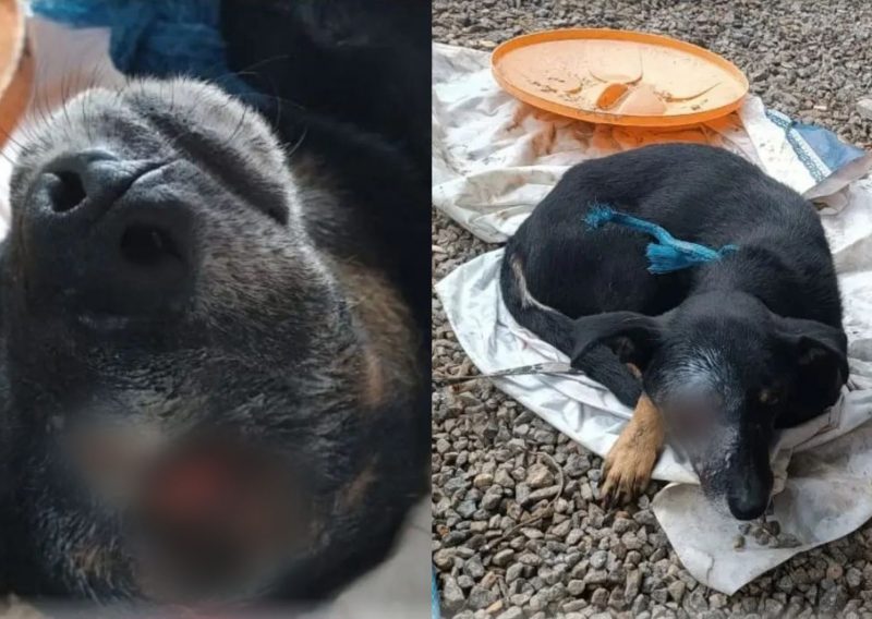 Com ferida exposta no olho, cachorro é resgatado em situação deplorável em Palhoça