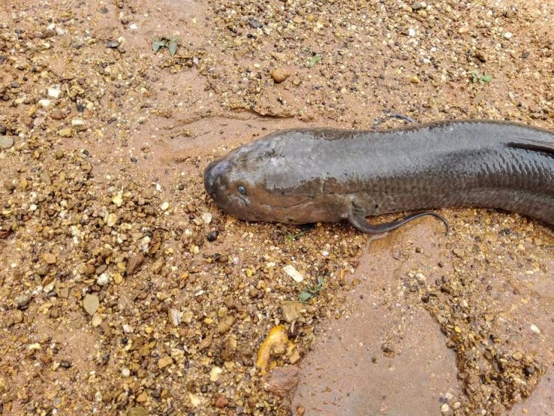 Conheça o único peixe brasileiro que respira ar e 'vive' fora d'água 