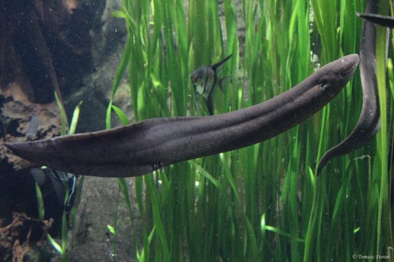 Raridade do mar Conheça o único peixe brasileiro que respira ar e 'vive' fora d'água ND Mais Raridade do mar Conheça o único peixe brasileiro que respira ar e 'vive' fora d'água ND Mais