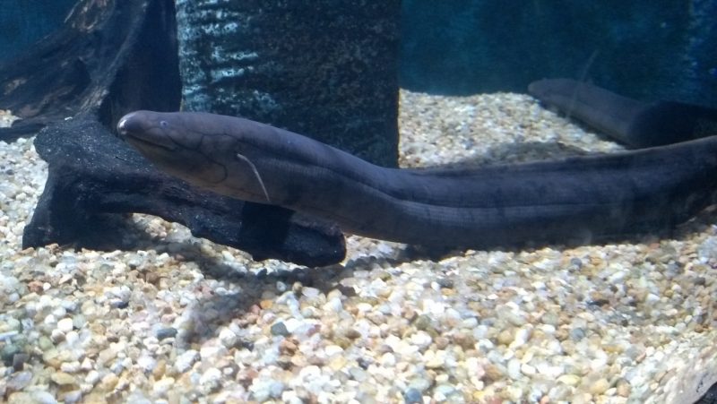 Estima-se que a piramboia consiga ficar por cerca de seis meses na superf&iacute;cie – Foto: Aqu&aacute;rio Municipal de Santos/Reprodu&ccedil;&atilde;o/ND