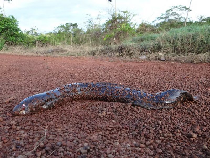 A esp&eacute;cie apresenta corpo alongado recoberto por escamas finas, o que contribui para a sua capacidade de se camuflar facilmente no ambiente aqu&aacute;tico – Foto: Vincent A. Vos/iNaturalist/Reprodu&ccedil;&atilde;o/ND