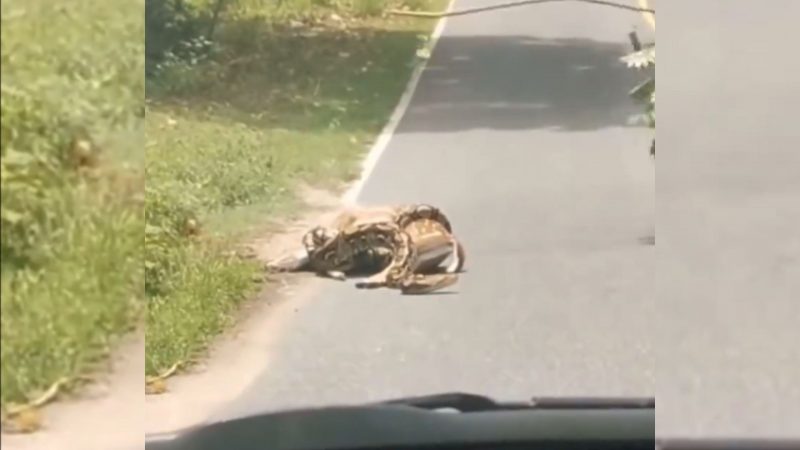 Veado consegue voltar a viver – Foto: Reprodu&ccedil;&atilde;o/Twitter/Divulga&ccedil;&atilde;o/ND