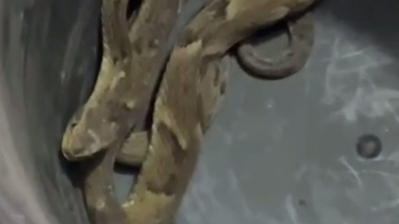 Vídeo mostra jararaca em um canto do balde