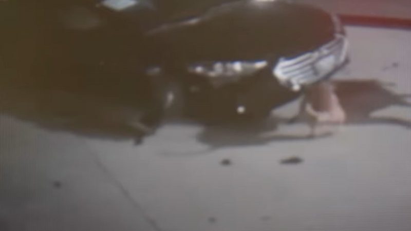 Momento em que os cachorros invadem