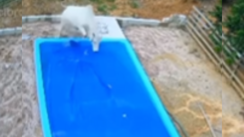 Flagra do boi invadindo casa de SC