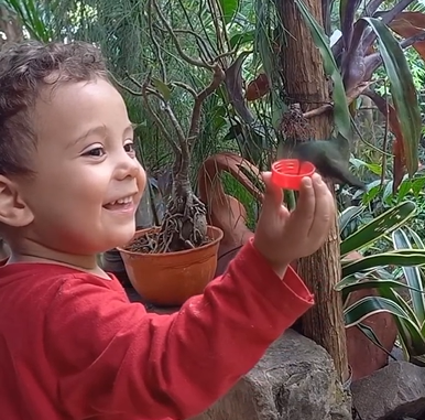 Beija-flor encanta web após fazer uma "visita" a uma criança - Foto: Jardin de los Picaflores/Reprodução/ND