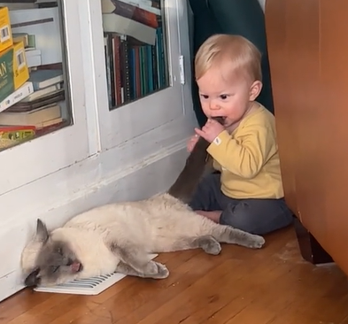 Pagando na mesma moeda, criança morde cauda do felino - Foto: Internet/Reprodução/ND