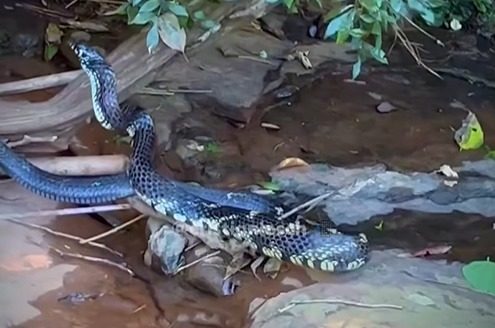 Uma cobra caninana foi flagrada em Anchieta. 