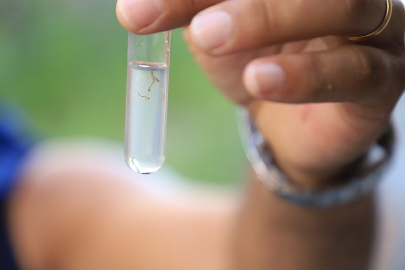 Dengue: SC tem 47 município com alto risco de transmissão