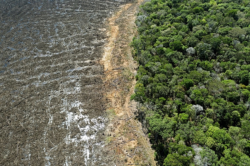 floresta da Amazônia metade desmatada e metade arborizada