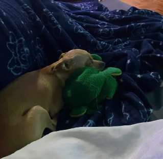 Após a animação do pet, vem um cochilo - Foto: MuskitoDog/Reprodução/ND