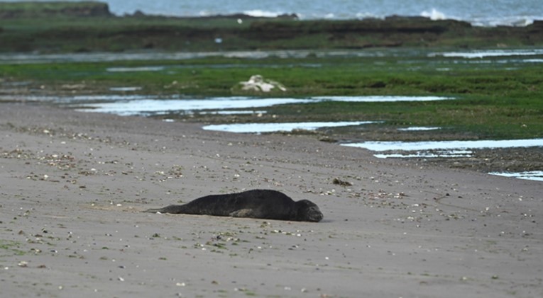 Mais de 17 mil filhotes de elefantes-marinhos foram v&iacute;timas de gripe avi&aacute;ria – Foto: Maxi Jonas/WCS/Reprodu&ccedil;&atilde;o/ND