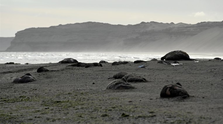Elefantes-marinhos mortos em praia da Argentina – Foto: Maxi Jonas/WCS/Reprodu&ccedil;&atilde;o/ND